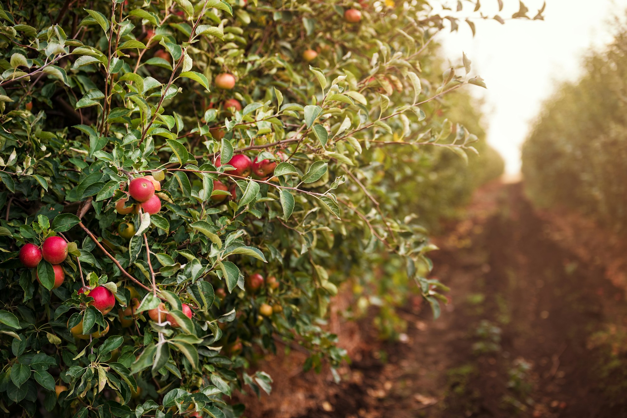 Apple orchard with ripe red apples