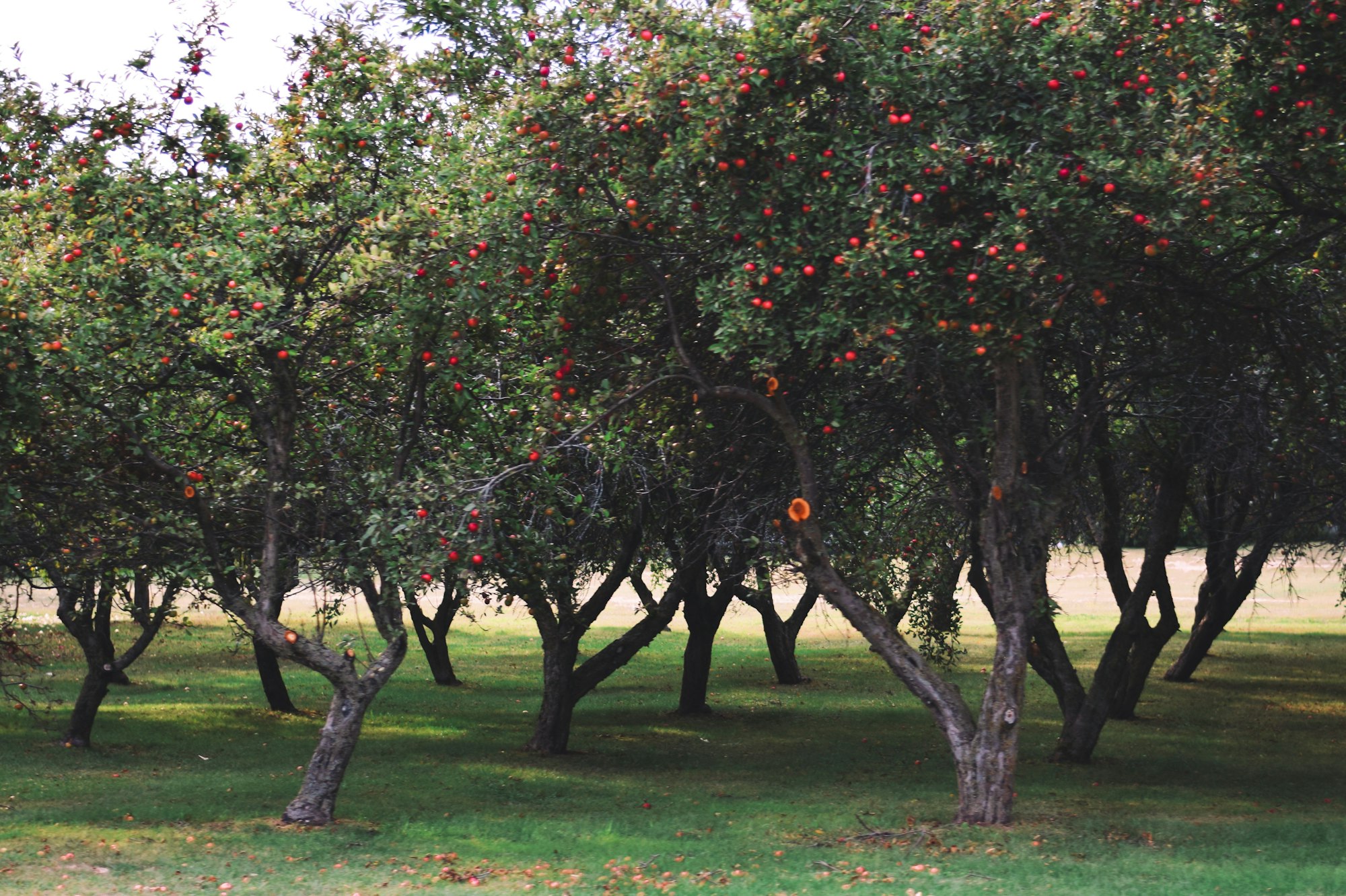 Apple orchard